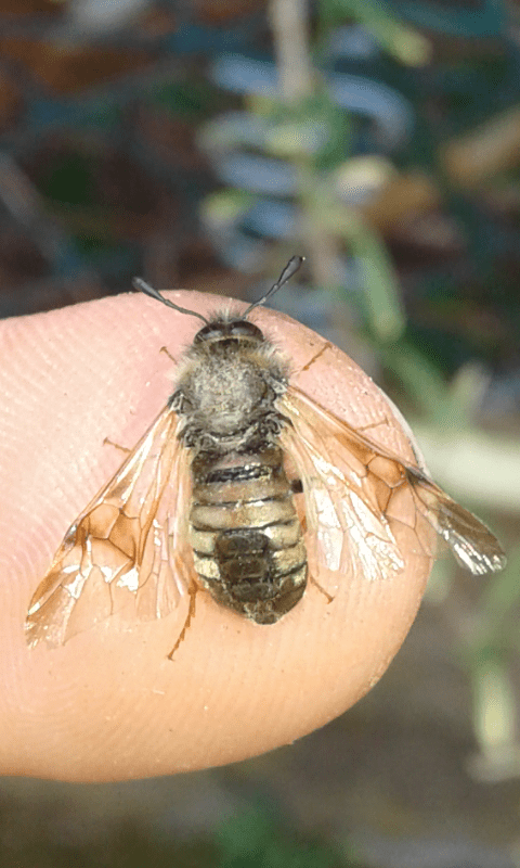 Cimbicidae, Abia sp.?